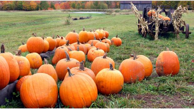 America's Best Pumpkin Patches 2018