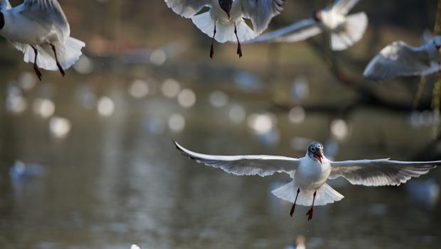 Bonaparte’s gulls