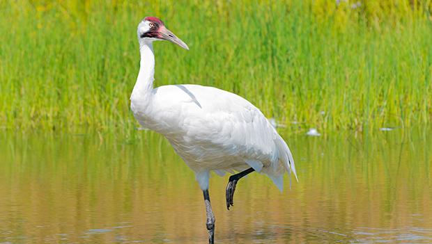 Whooping crane