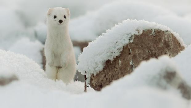 Winter Weasels at Tobyhanna State Park