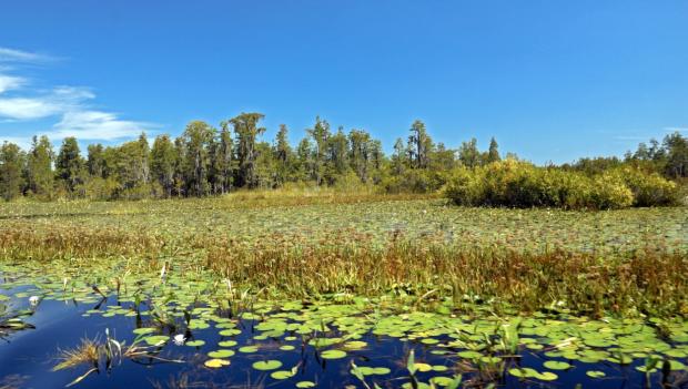 America Swamp Adventures