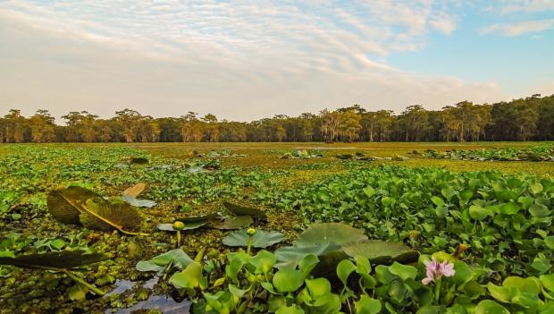 America Best Swamp Adventures