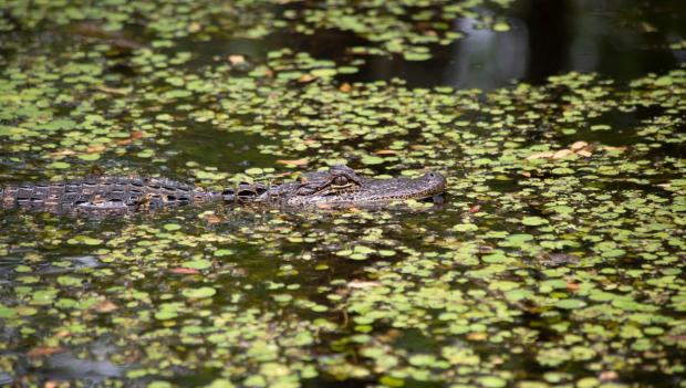 Swamp Adventures Alligator