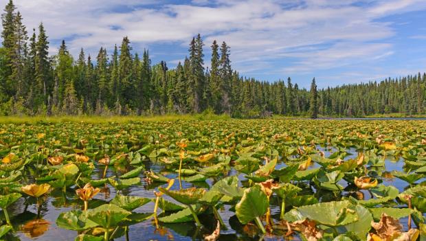 America Best Swamps to Explore