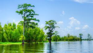 America’s 9 Best Swamp Adventures