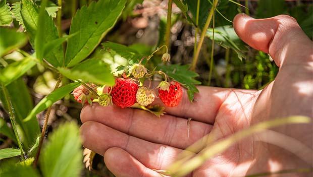 Hunting and Foraging in California