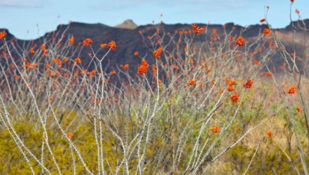 Picturesque Campgrounds for Spring Wildflower Viewing