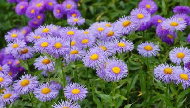 Picturesque Campgrounds for Spring Wildflower Viewing