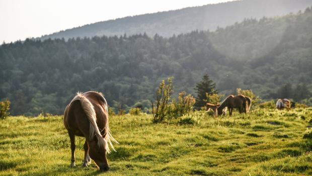 Grayson Highlands State Park