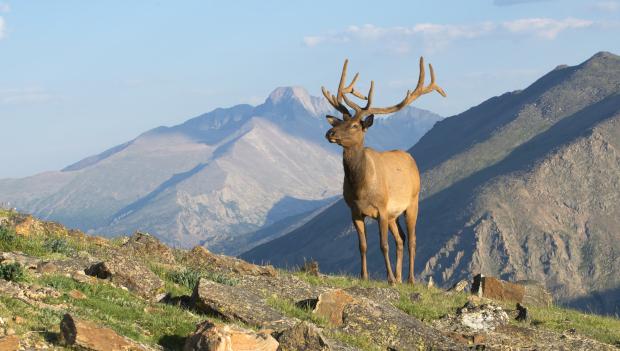 Majestic elk