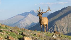 Wildlife Appreciation in State Parks