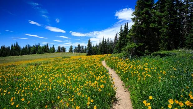 Best spring wildflower hikes USA