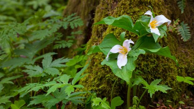 Wildflower Hikes USA West