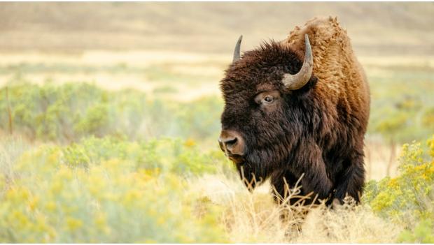 Bison Viewing Camping Experience