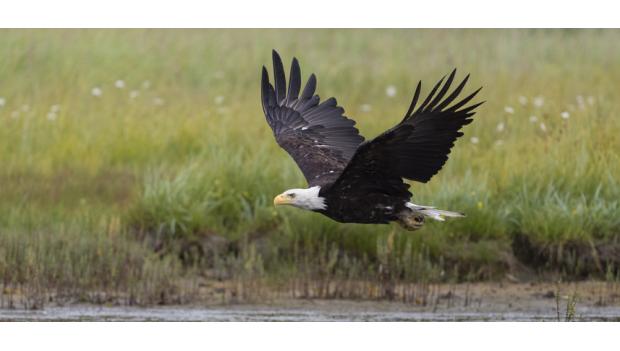 Bald Eagle State Park