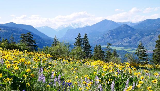 National Wildflower Week