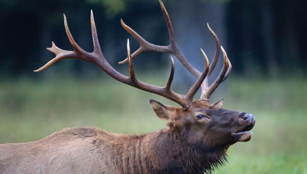 elk at elkhead reservoir state park