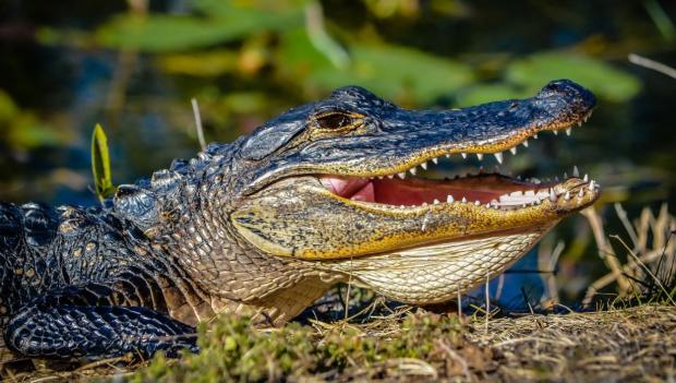 alligators in myakka river state park