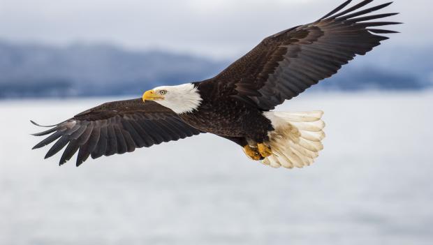 Bald eagles at Platte River State Park, Nebraska