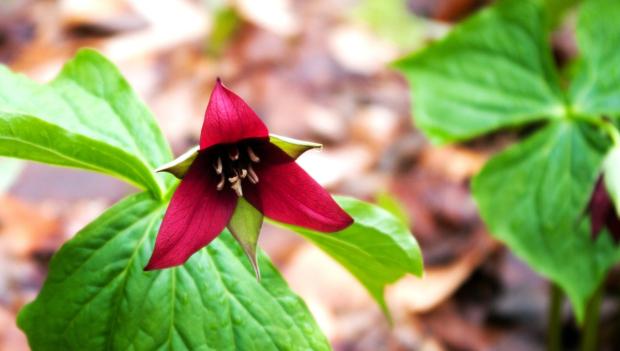 New York wildflower hikes