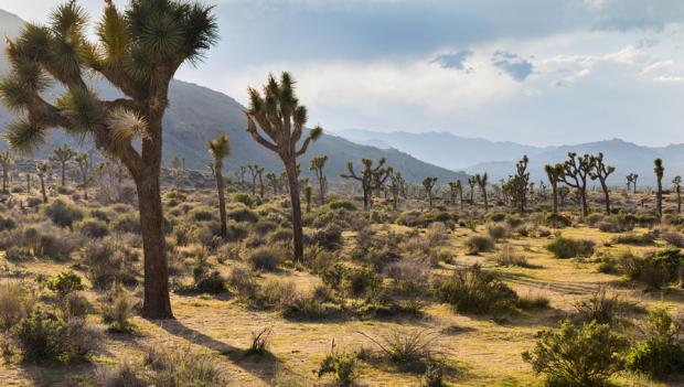 Joshua Tree Road Trip Itinerary