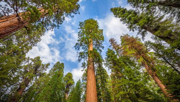 Sequoia/Kings Canyon National Park Road Trip