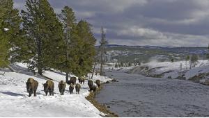 Best Places to See Winter Wildlife