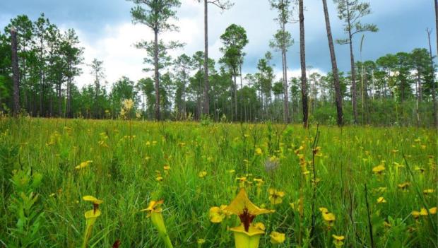 Florida State Forest Spring Camping